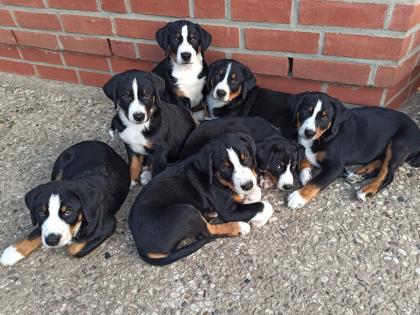 Appenzeller Sennenhund Welpen