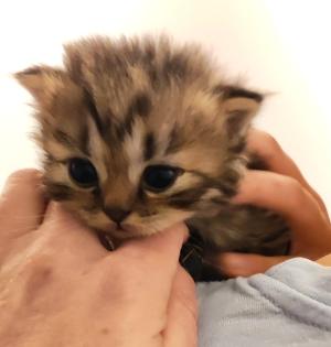 BKH und BLH Kitten suchen liebevolles Zuhause