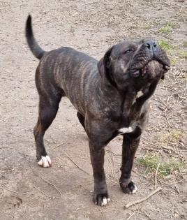 Cane Corso mit AHNENTAFEL