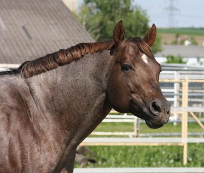 American Quarter Horse Deckhengst