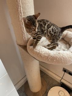 7 Bengal kitten suchen ein schönes zu Hause