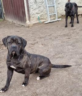 Cane Corso mit AHNENTAFEL