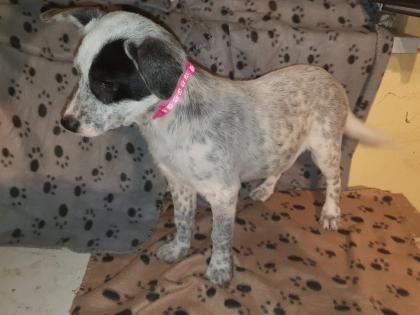Australien Cattle Dog Mix Texas Heeler Australien Cattle dog x Shepard