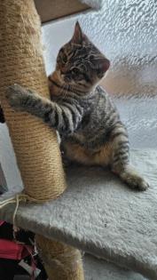 Hauskatze/weibliche Katze