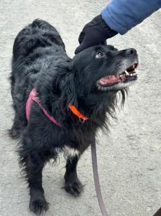 Ronna - Hundedame verliert ihr Zuhause dringend End- oder Pflegeplatz gesucht