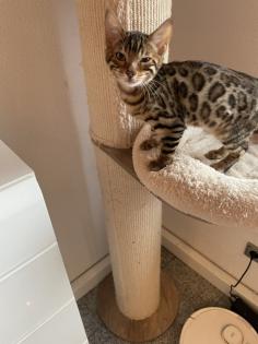 7 Bengal kitten suchen ein schönes zu Hause