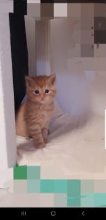 Bkh Kitten 2 Glückskatzen 3 farbig