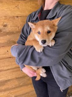 Hikari - Shiba Inu-Mischling - lieb verspielt