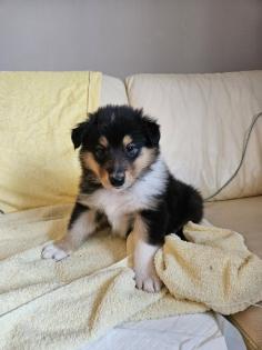 Collie Langhaar Welpen abzugeben