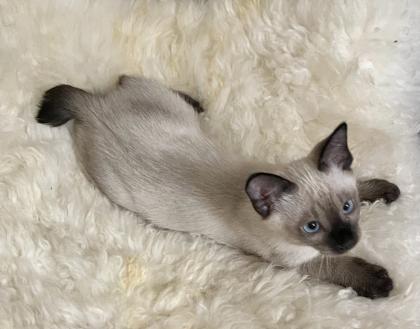 Schöne Babys Mekong bobtail