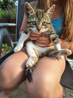 Katzenbaby/Kitten/ Katzenbabys
