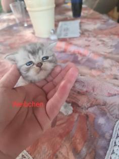 Wunderschöne BKH Kitten
