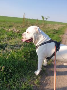 Odin sucht ein schönes Zuhause