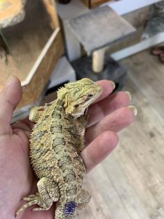 Bartagame 11Wochen alt wunderschön