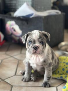 Französische Bulldogge welpen