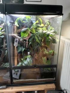 Kronengecko inkl. Terrarium