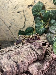 Leopardgeckos 2 Stück