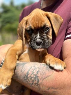 Boxerwelpen aus Hobbyzucht m. Papieren u. EU- Heimtierausweis. T W 0178 7499770