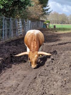 Texas Longhorn Bulle