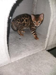 Bengalkitten suchen neues Zuhause
