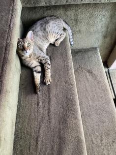 Evita sucht neues Zuhause