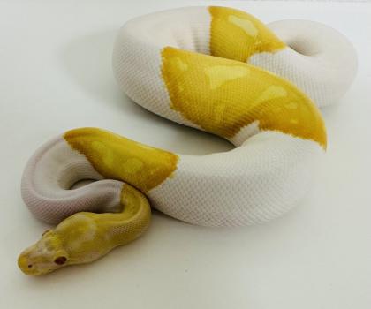 0 1 Königspython Albino Piebald Albinopied