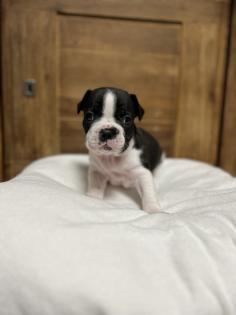 8 wunderschöne Französische Bulldoggen