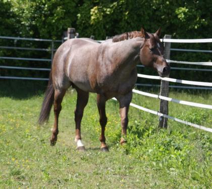 American Quarter Horse Deckhengst
