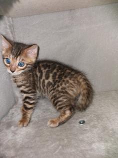 Bengalkitten suchen neues Zuhause