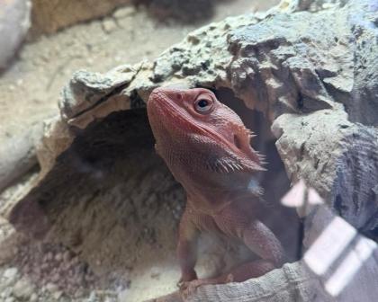 Farbbartagame paar mit terrarium abzugeben