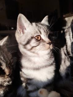 Typvoller junger BKH Kater mit Ahnentafel geimpft entwurmt gechipt kastriert aus HCM PKD fre