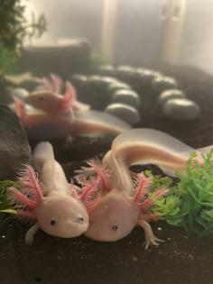 Axolotl Nachzucht in liebevolle Hände abzugeben