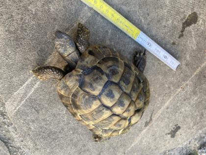 Verkaufe 2 griechische Landschildkröten männlich