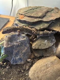 Leopardgecko Komplettpaket