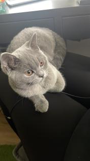 BKH Katzen suchen neues Zuhause