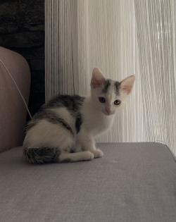 Katzenbaby Weiblich