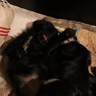 Reinrassige Tibet TerrierWelpen mit Papieren
