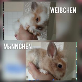 Sehr einig sehr dringend ein zu Hause gesucht