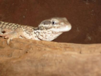 Stachelschwanzwaran Varanus acanthurus inkl. Terrarium 1 20x0 60x0 60 300EuroVB