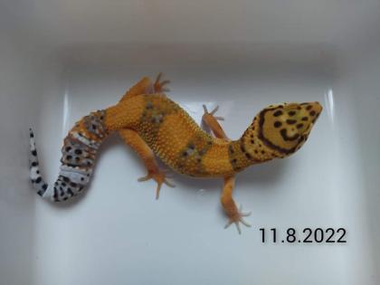 Leopardgecko Weibchen Blood x Bold Bandit