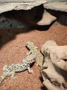 1. 2 Teratoscincus Roborowski - Wundergeckos adult