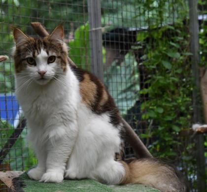 Zuzanna- Maine Coon Mädel mit Papieren 14 Monate kastriert