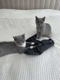 BKH Katzen suchen neues Zuhause