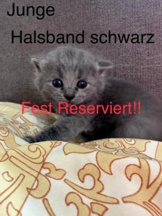 4 süße reinrassige BKH Kitten in der Farbe Blue und Lilac