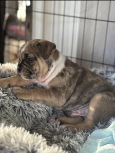 Französische Bulldogge welpen