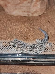 1. 0 Teratoscincus Scincus - Wundergecko