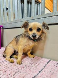 Seychelle - ruhig ängstlich - Chihuahua-Mischling