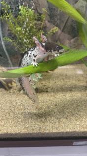 2 Harlekin Axolotl komplett mit Aquarium und Zubehör
