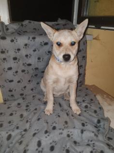 Australien Cattle Dog Mix Texas Heeler Australien Cattle dog x Shepard