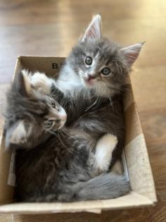 Norwegische Waldkatze reinrassige Mädchen suchen ein liebevolles zu Hause